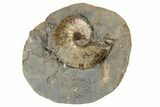 Iridescent Fossil Ammonite (Hoploscaphites) - South Dakota #189315-1
